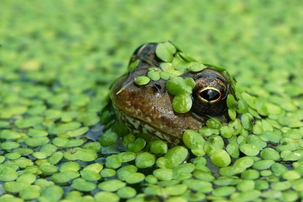 Turtle poking its head out of water covered with duckweed